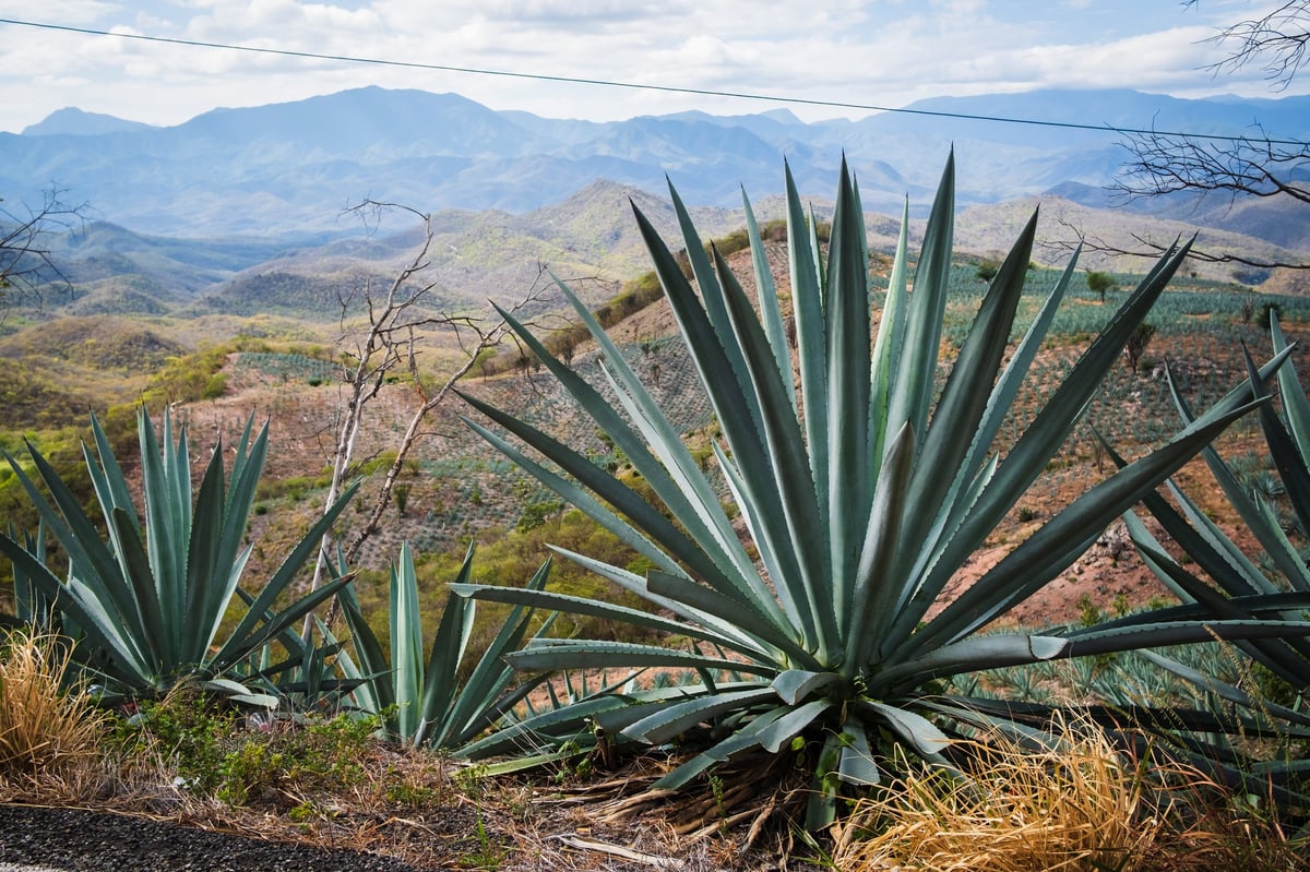 Cultivo de agave tequilana Weber en Jalisco México — materia prima de la fibra prebiótica INUZEN