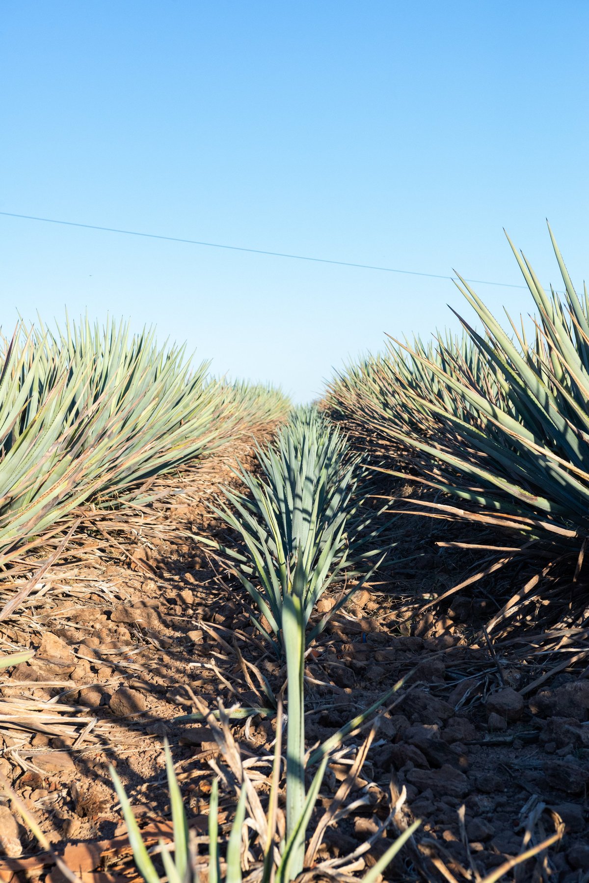 Agaveros en la Ciénega de Jalisco — origen del proyecto INUZEN inulina de agave mexicano