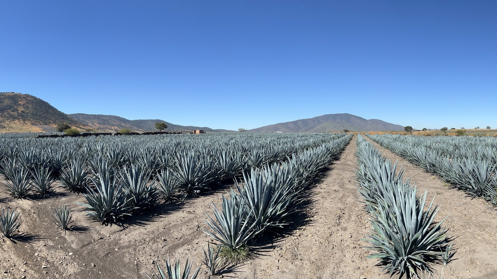 Campo de agave tequilana Weber en Jalisco México — origen de la inulina de agave INUZEN